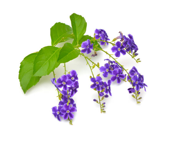 istock Plant Duranta with flowers isolated on white background 1171165790