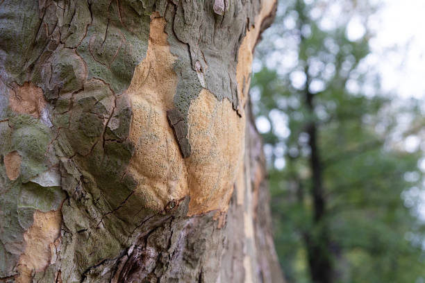 istock Bark of a plane tree in a forest. 1171166590