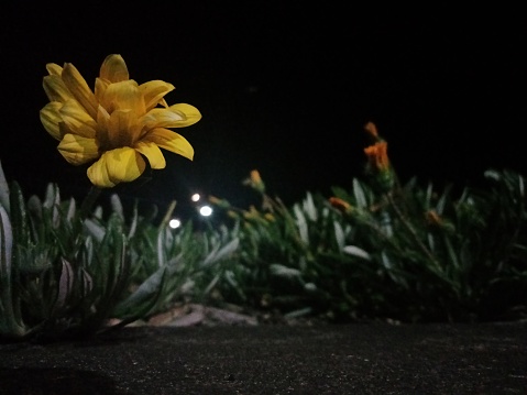 A flower blooms at night