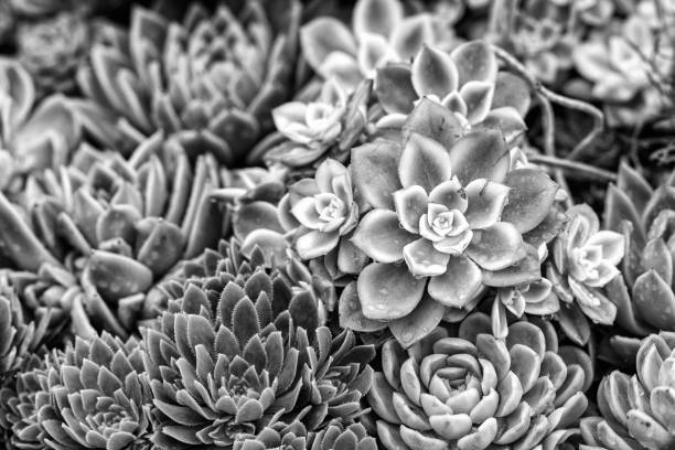 Succulent flowerbed in black and white