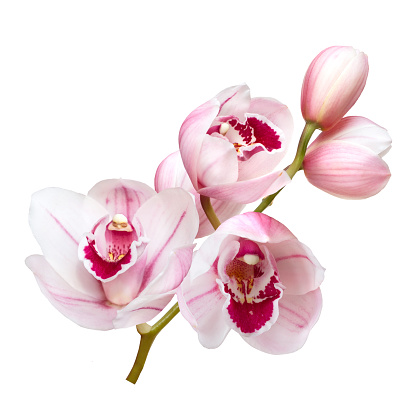 pale pink cymbidium orchid flowers ans buds isolated on white background
