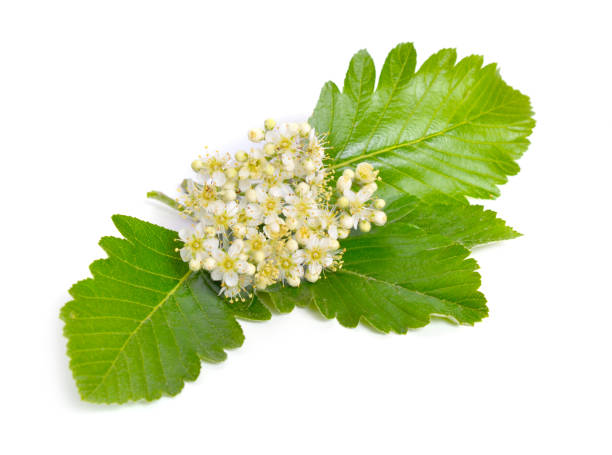 istock Flowering Sorbus intermedia Isolated on white background 1171167701