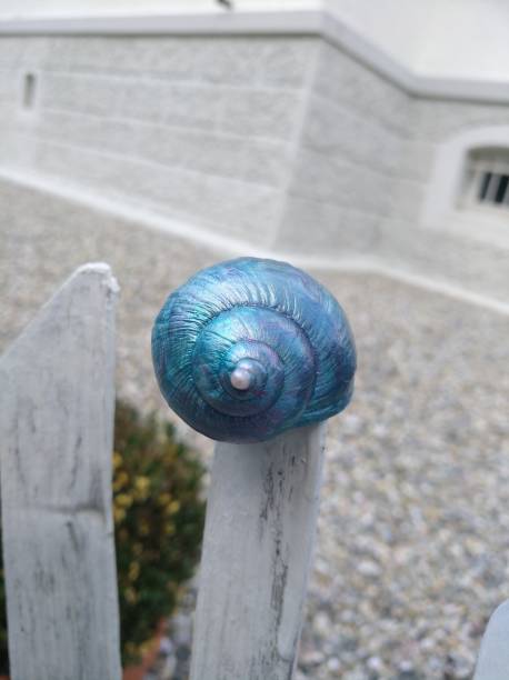 Blue shell decoration on the fence