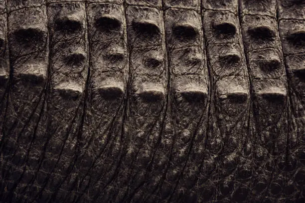 Photo of Crocodile skin