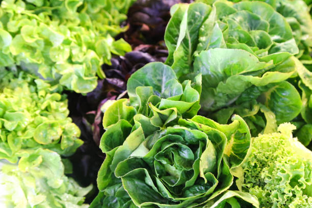 salad - bibb lettuce imagens e fotografias de stock