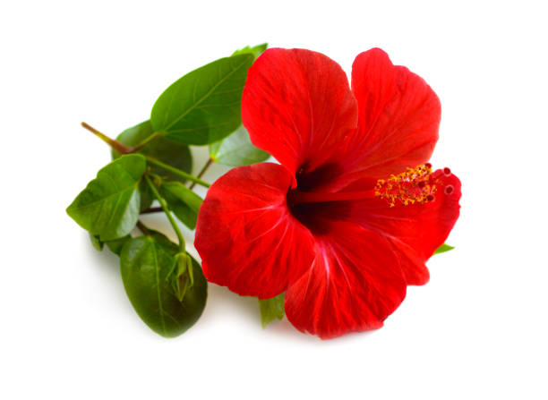 hibisco rojo conocido como malva rosa. otros nombres incluyen hibisco resistente, rosa de sharon, y hibisco tropical. aislado - hardy fotografías e imágenes de stock