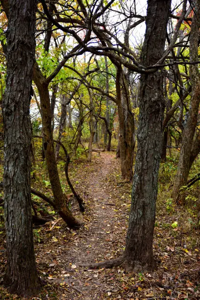 A trail running through a creepy section of a Missouri forest.