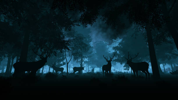 ciervos en el bosque nocturno - ciervo fotos fotografías e imágenes de stock
