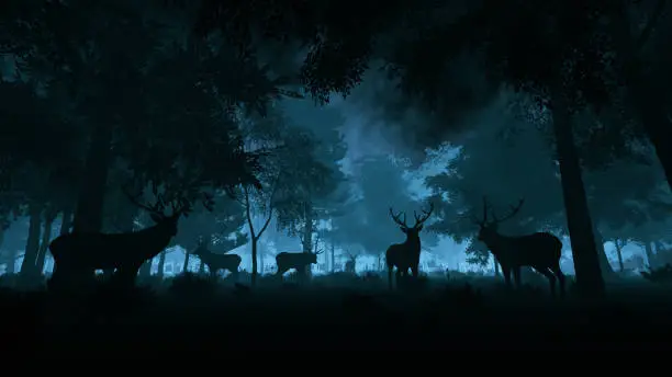 Photo of Deer in the night forest