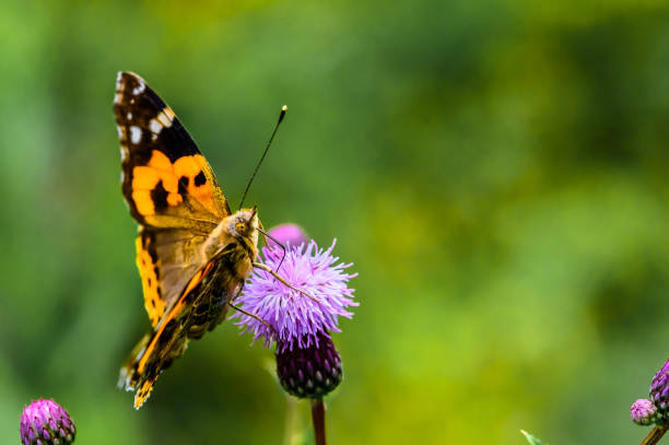 istock Butterflies and flowers 1171173531
