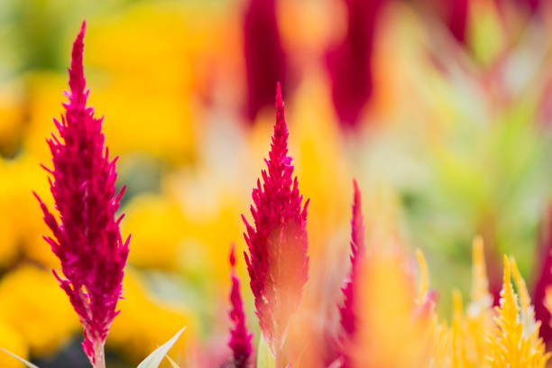 istock Cockscomb flower in garden. 1171173582