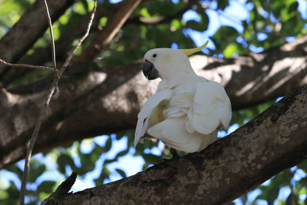 istock sulphur-crested cockatoo (Cacatua galerita),queensland australia 1171174504