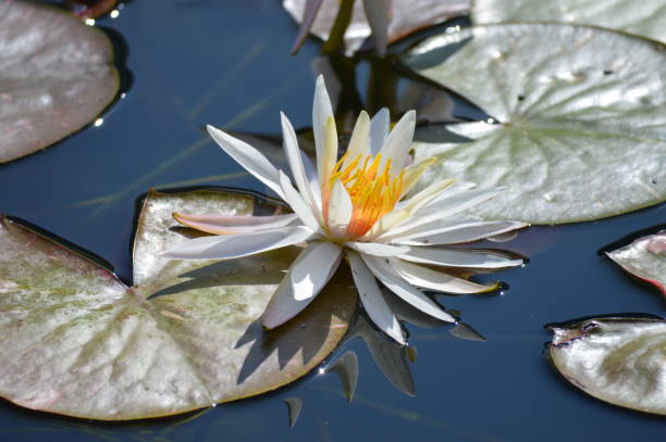 istock Water lily on the pond 1171175304