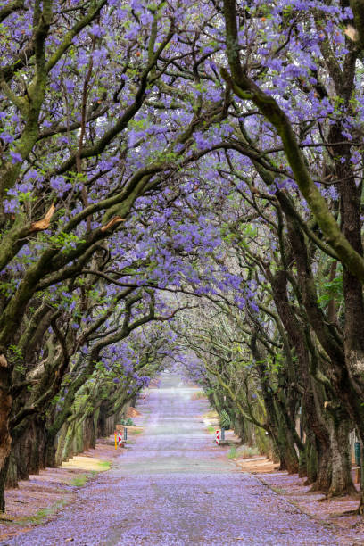 istock Blue jacaranda flowers and green moss covered trees 1171175914