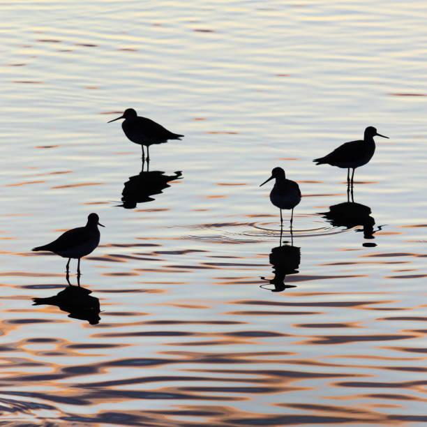shorebird silhouettes at sunrise in colorful water - plum imagens e fotografias de stock