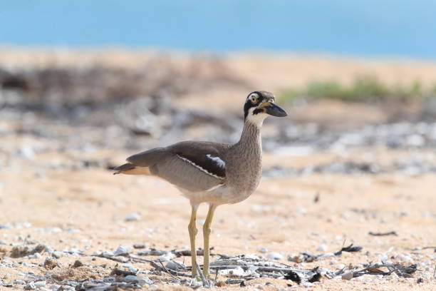 strand steincurlew (esacus magnirostris) magnetic island , queensland, australien - stone curlew stock-fotos und bilder