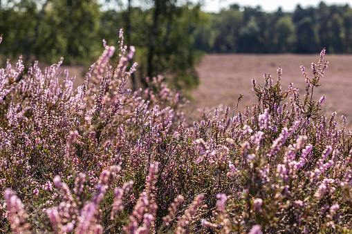 Close up image depicting heather flowers blooming in the wild.