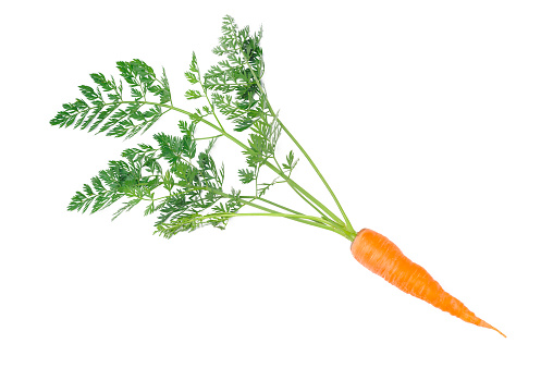 Single fresh carrots with leaves from organic farm isolated on a white background.