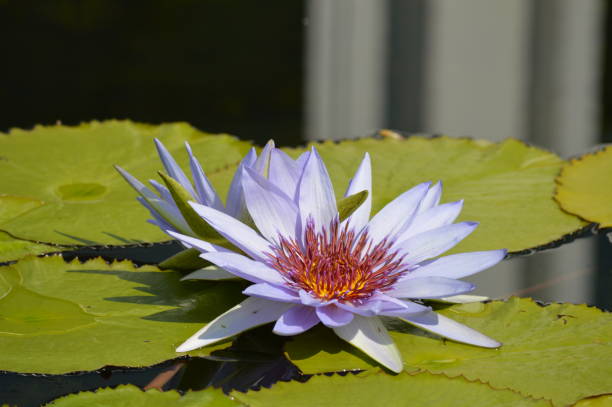istock Water lily on the pond 1171178418
