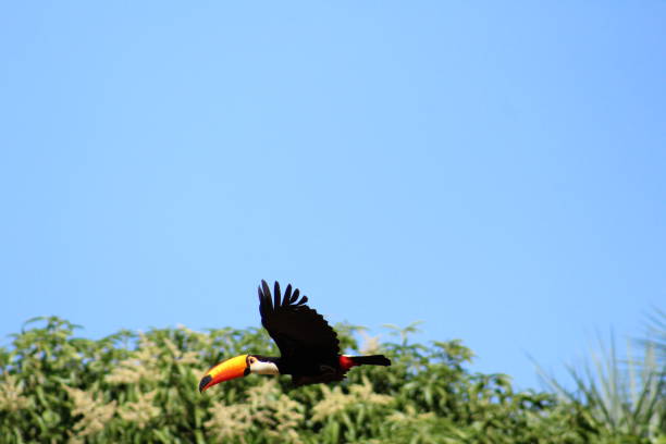 istock Beautiful blue sky with toucan bird flying low. 1171178442