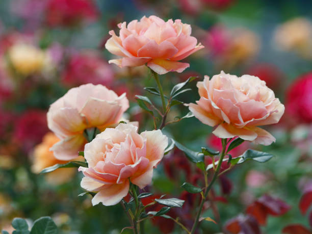 istock The beauty of alive rose. 1171178739