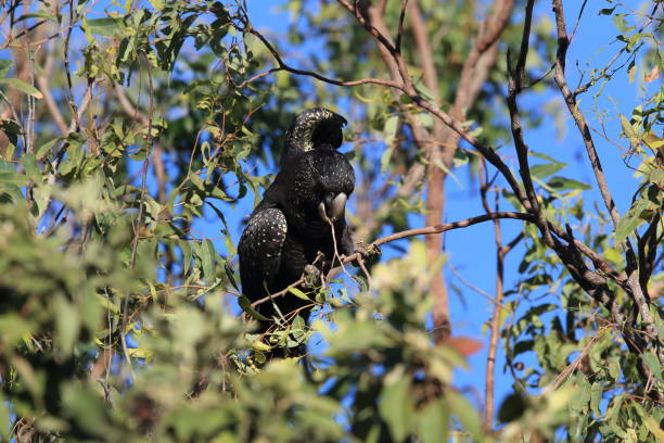 istock red-tailed black cockatoo (Calyptorhynchus banksii) Queensland ,Australia 1171179533
