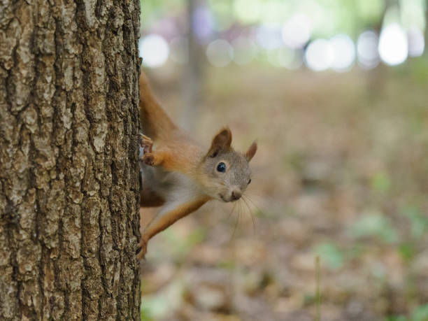 istock Wild animals leaving near people 1171179641
