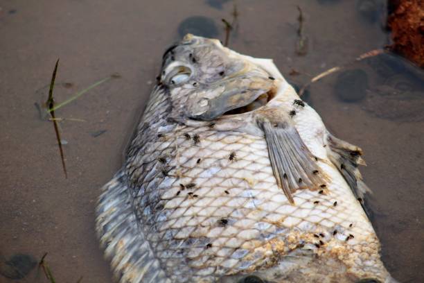 istock Fish killed in river due to pollution. 1171180723