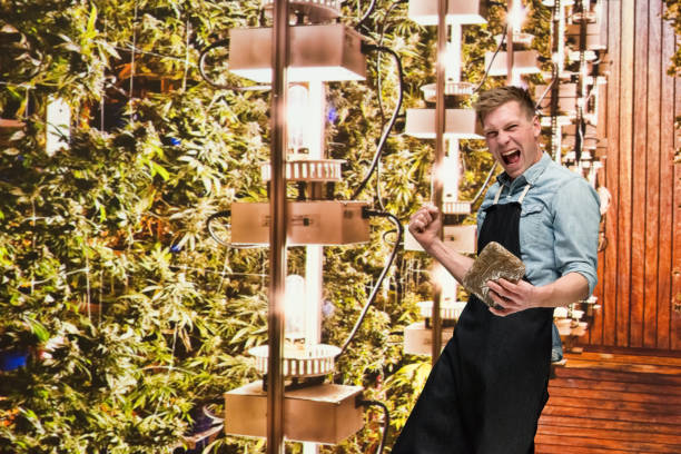 istock Man working in a marijuana shop and is holding weed 1171180959