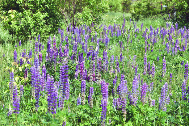 istock Beautiful glade with blooming lupins 1171182439