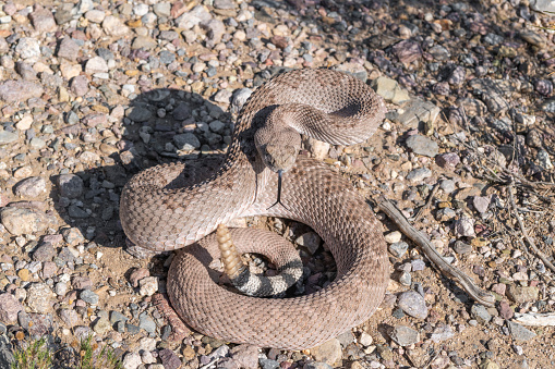 Western diamondback rattlesnake ready to strike in the Chiricahua Mountains, Arizona