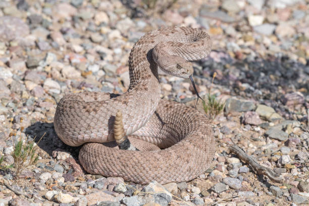 serpente a sonagli diamondback occidentale arrotolato, arizona - snake rattlesnake poisonous organism fang foto e immagini stock