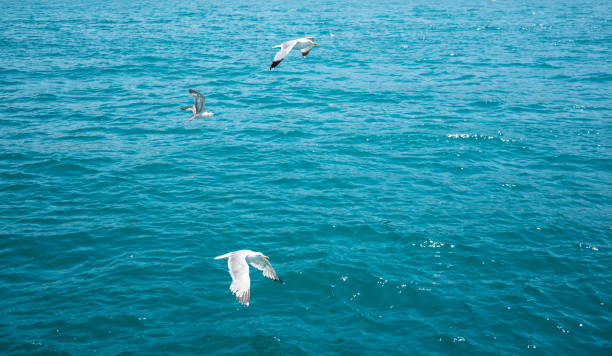 istock Three seagulls flying over blue sea, background 1171183952