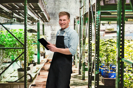 Marijuana shop - Male worker is using a tablet