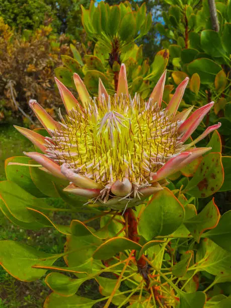 Close-up of a sugar bush flower.