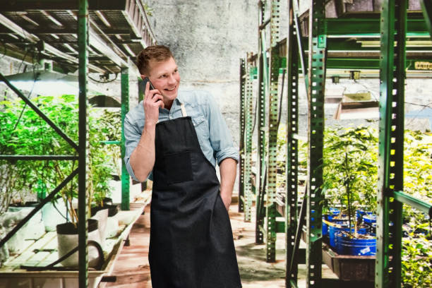 istock Marijuana shop - Male worker is talking on the phone 1171184933