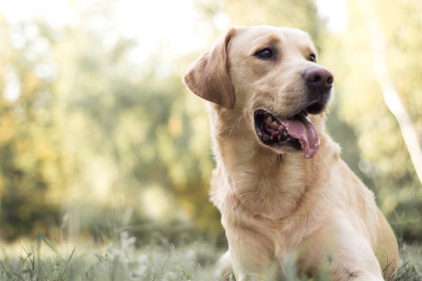 perro labrador sonriente en el parque de la ciudad - labrador retriever fotografías e imágenes de stock