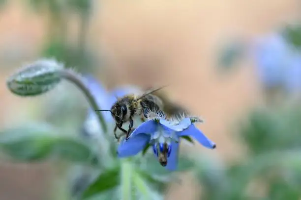 Bee on blue borage flowers in nature with copy space