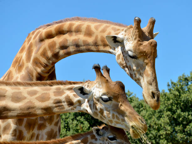 closeup of two giraffes - giraffe two dimensional shape heavy horned imagens e fotografias de stock