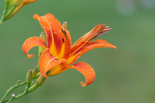 Orange Lilys (aka fire lily) against a green background (Lilium bulbiferum) with water droplets after a rain gently in the garden in Ontario, Canada.