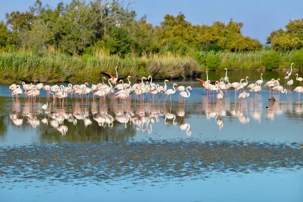 Group of flamingos (Phoenicopterus ruber) in water with big reflection, in the Camargue is a natural region located south of Arles, France, between the Mediterranean Sea and the two arms of the Rhône delta