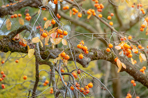 The persimmon which grows on the Mt. village in Japan