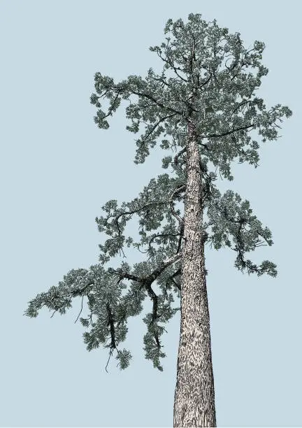 Vector illustration of Tall Pine Tree