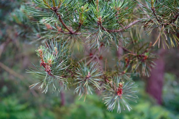 istock Close up of fresh pine tree branches 1171189090