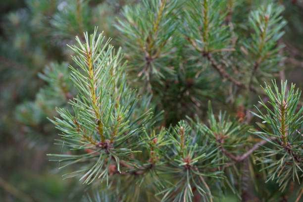 istock Close up of fresh pine tree branches 1171189388