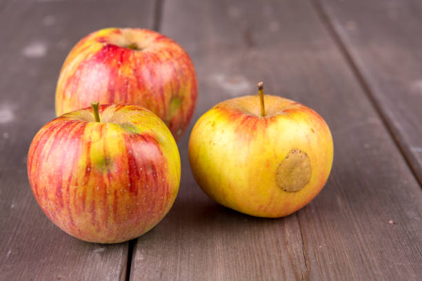 three imperfect but fresh apples on wodden board