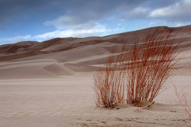 istock Red Bush At The Great Sand Dunes 1171192133