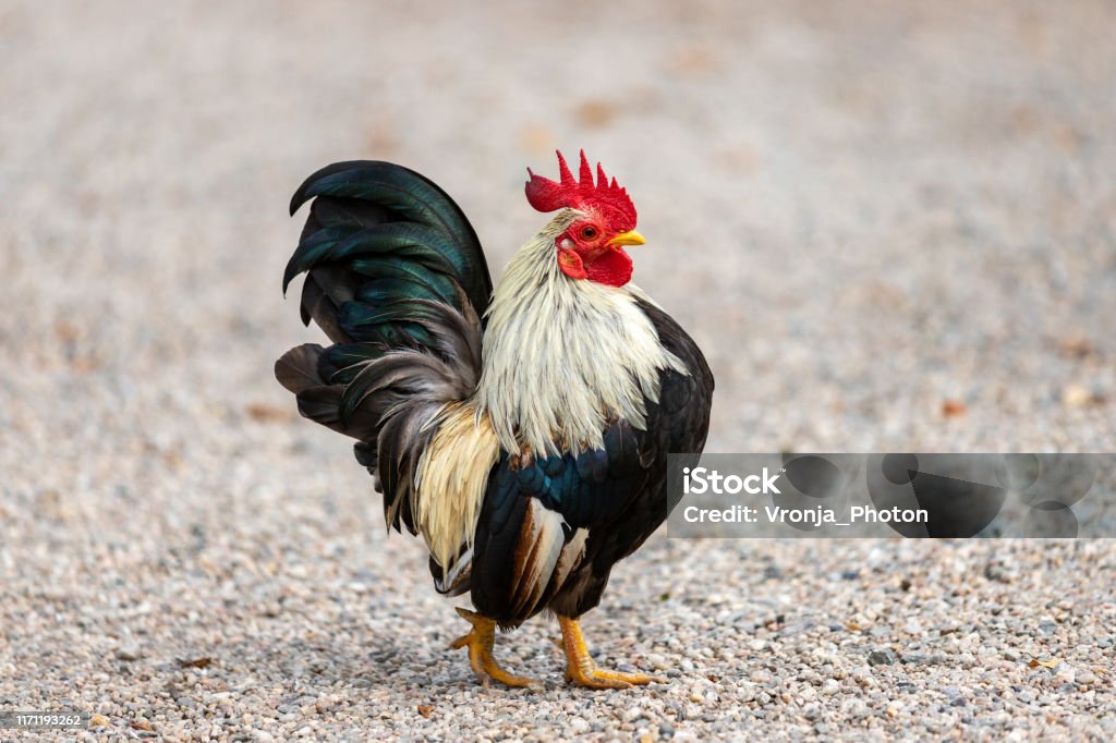 Ganzer Körper von kleinen inländischen Altenglischen Spiel Bantam auf der Farm - Lizenzfrei Hahn Stock-Foto