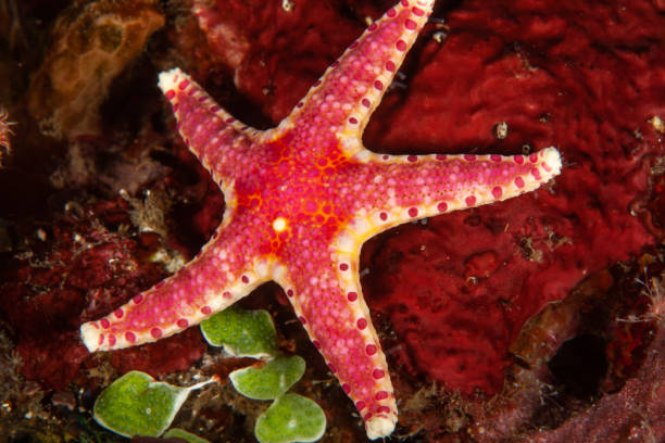 istock colorfull seastar in saltwater 1171196114