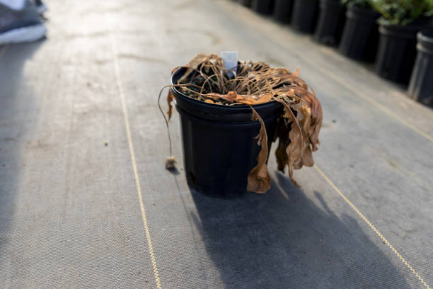 Dried up plant on the floor of a garden center.